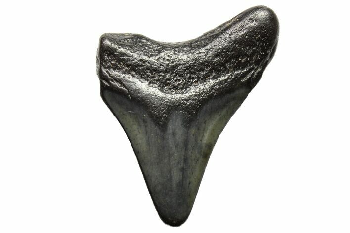 Bargain, Megalodon Tooth - North Carolina #152890